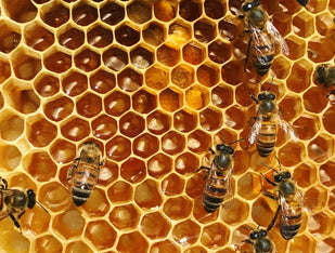 Bee Propolis - Immune Support